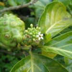 El papel de las plantas medicinales en la cultura indígena salvadoreña