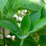 Medicina tradicional indígena en El Salvador respaldada por estudios