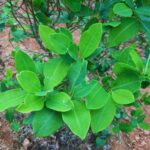 Medicina tradicional indígena en El Salvador: ventajas y limitaciones