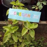 Plantas medicinales indígenas de El Salvador: las más utilizadas