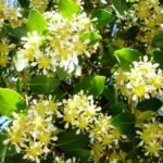 Plantas medicinales en la medicina tradicional indígena de El Salvador